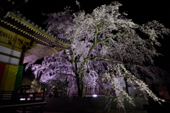 無量寺の夜桜２