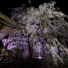 無量寺の夜桜２