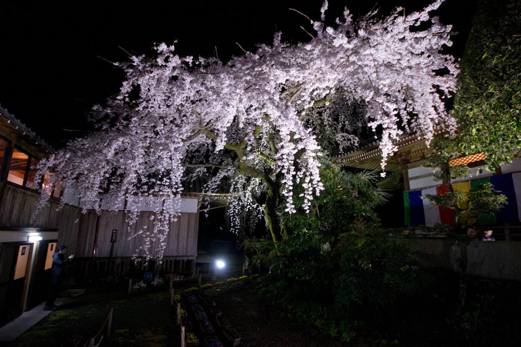 無量寺の夜桜１