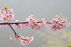 霧の中の河津桜