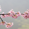 霧の中の河津桜
