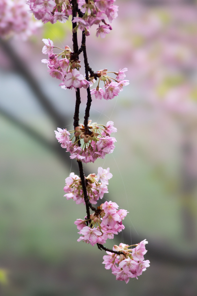 河津桜