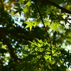 kamakura_01