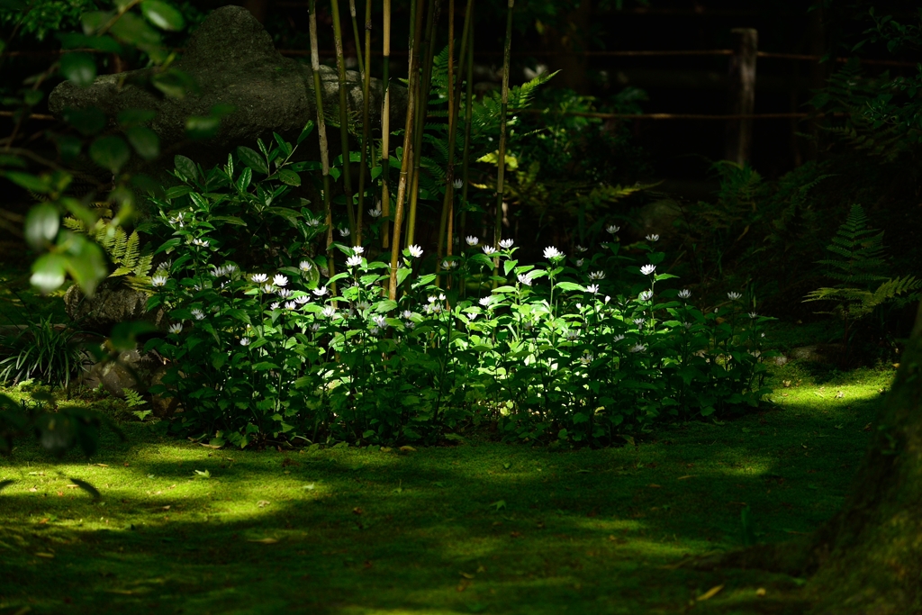 木漏れ日
