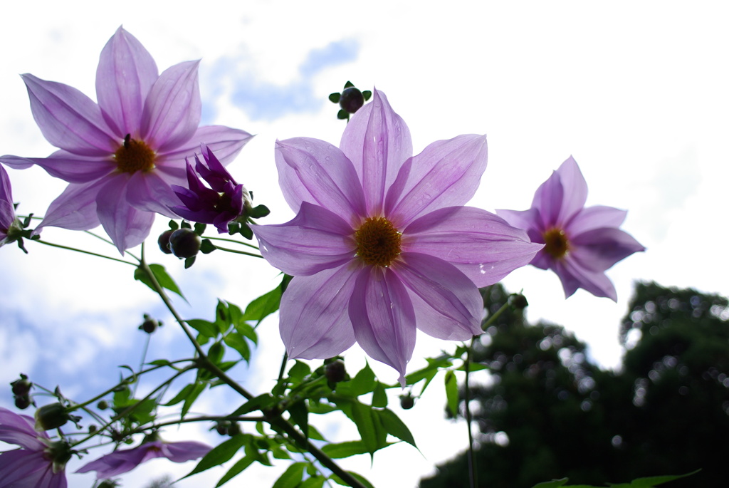 花