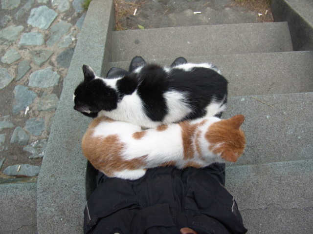 江ノ島 聖天島公園にいた猫