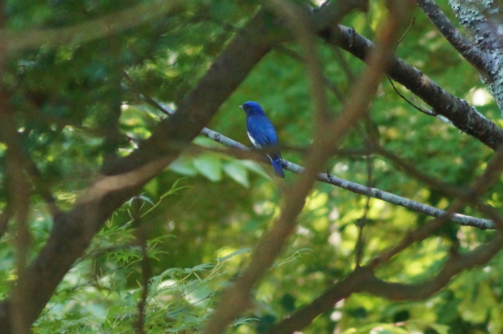 青い鳥