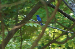 青い鳥