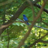 青い鳥