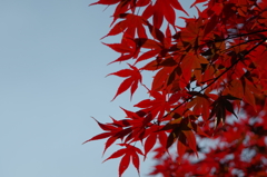 宮島の紅葉③