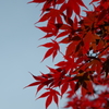 宮島の紅葉③