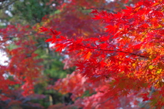 宮島の紅葉②