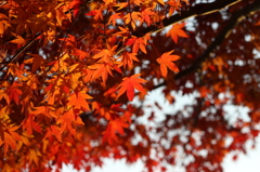 紅葉