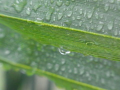 雨後の雫