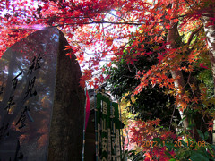 石碑に映える高尾山の紅葉
