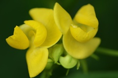 耕作大地　十勝　～あずきの花