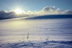 Covers the field