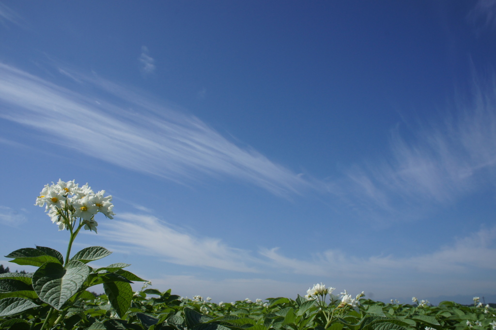 開花への祝福