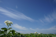 開花への祝福
