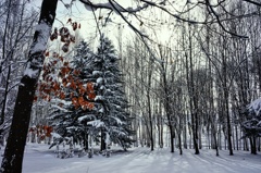 White season 10 White season 10