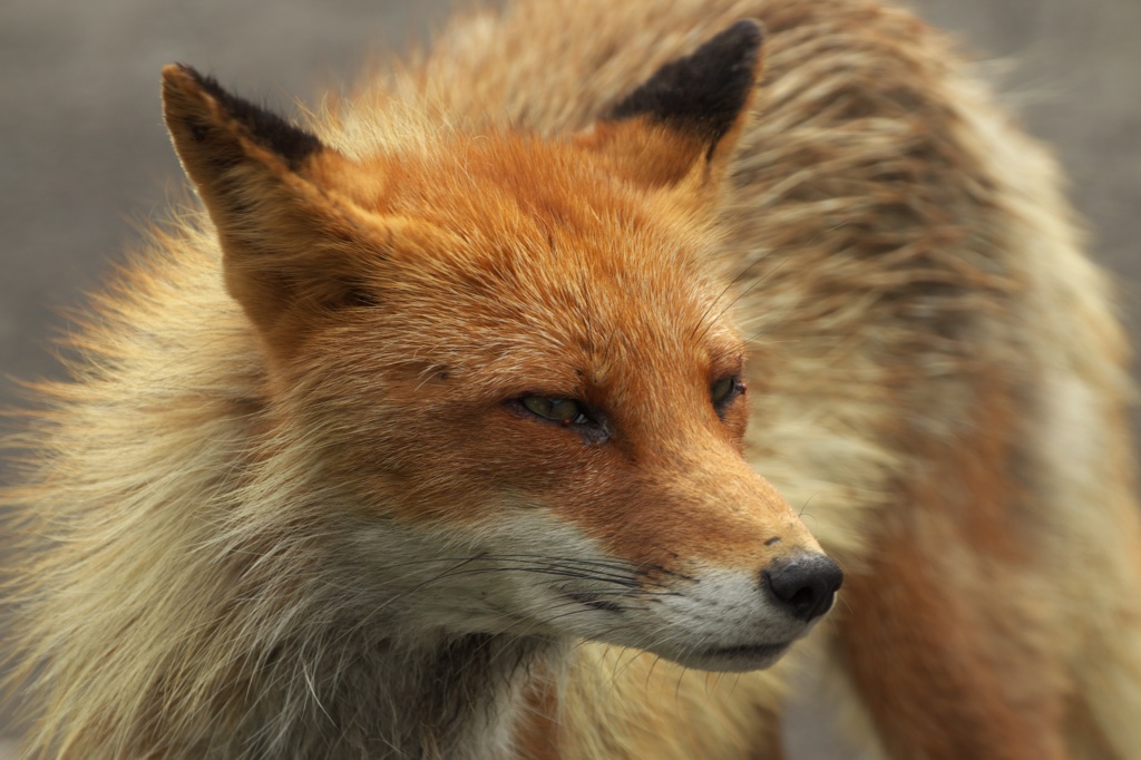 Fox