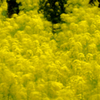 菜の花と風