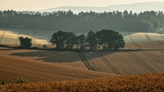 麦彩の丘