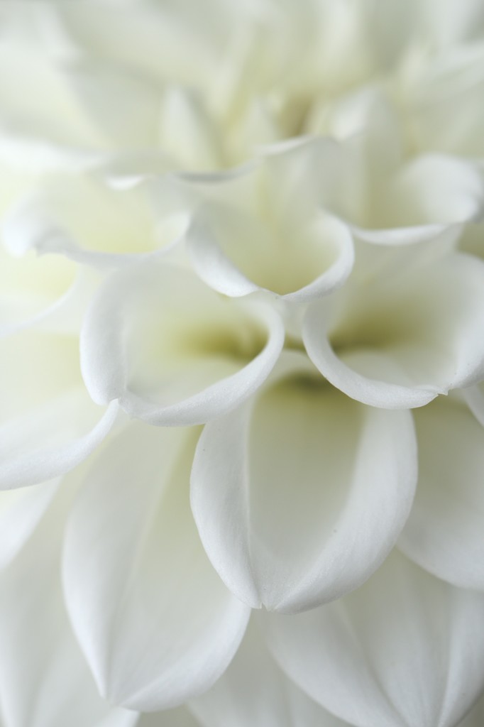 白の花びら