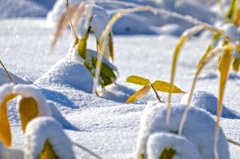 雪冬寸描７