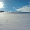 雪原に行き交う
