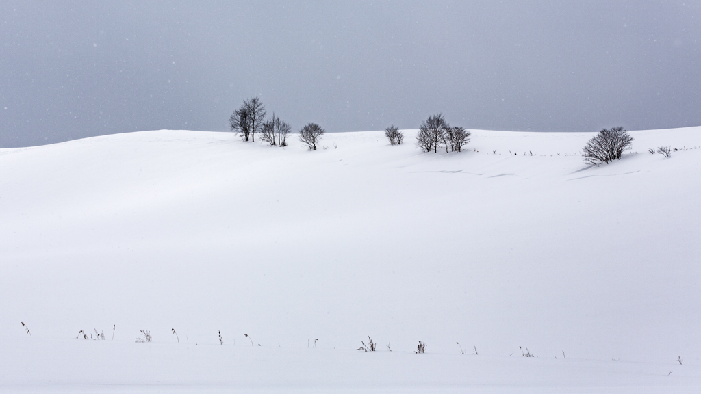 雪原2017-21