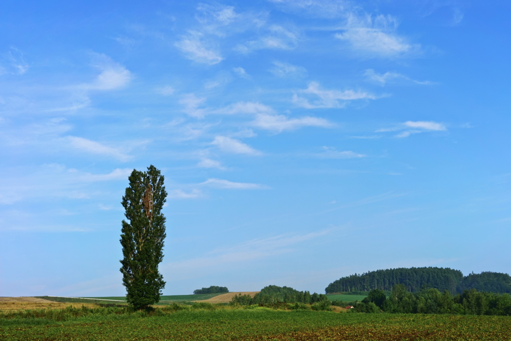 ぽぷらの空