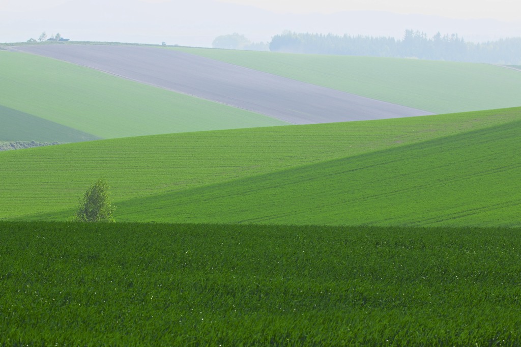 緑彩の丘