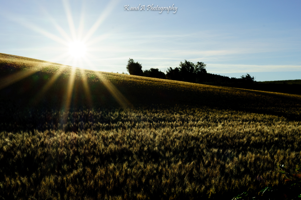 Summer wheat