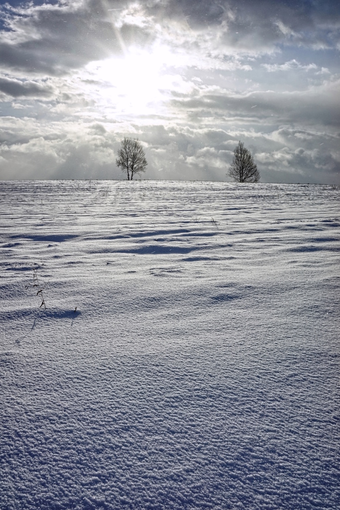 White season 14