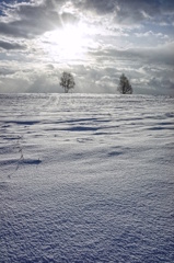 White season 14