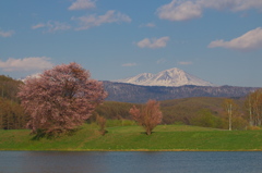 東川桜八景６