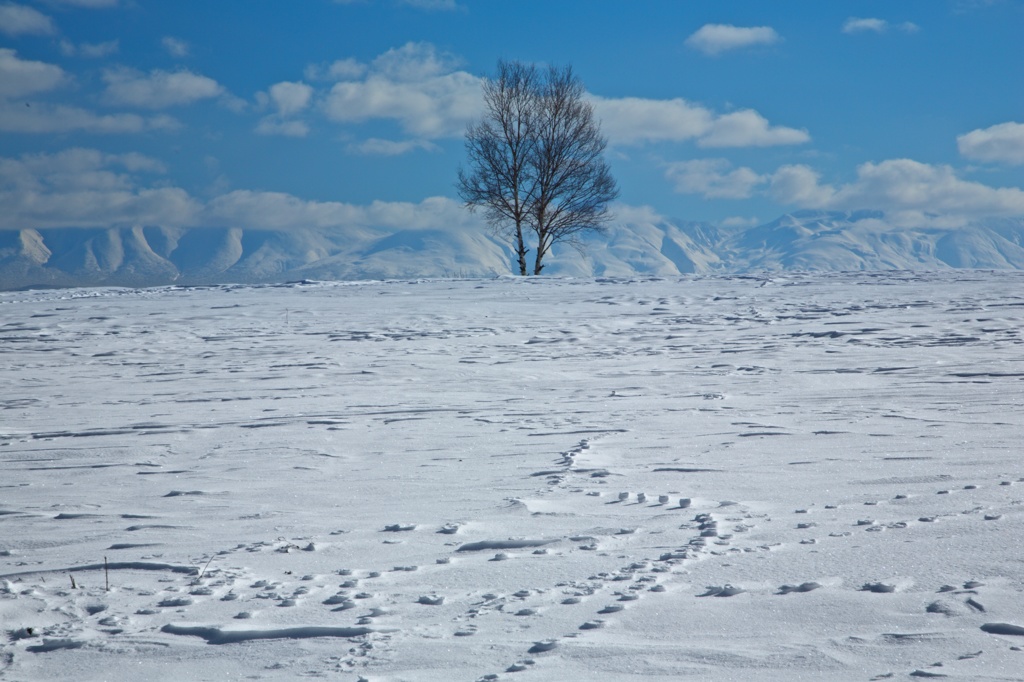 Snow field 4