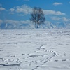 Snow field 4