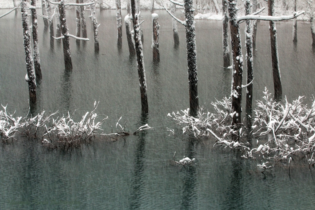 青い池　降雪