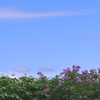 開花
