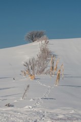 冬の畦道