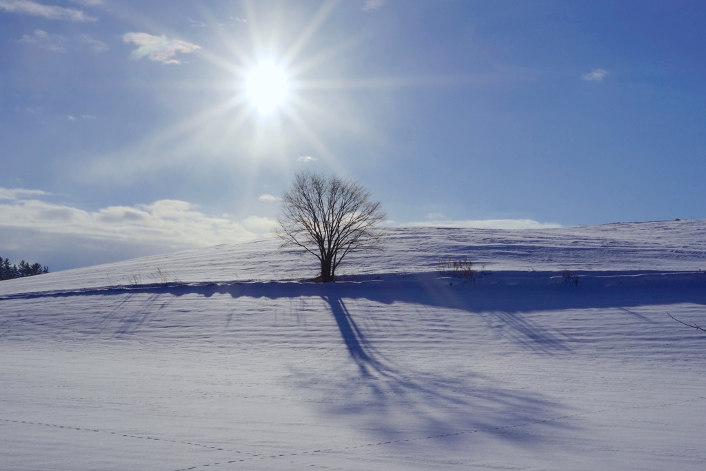 Winter tree 2
