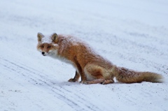 雪をのせた狐