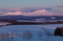 大雪山桜色