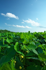 耕作大地　十勝　～あずき畑