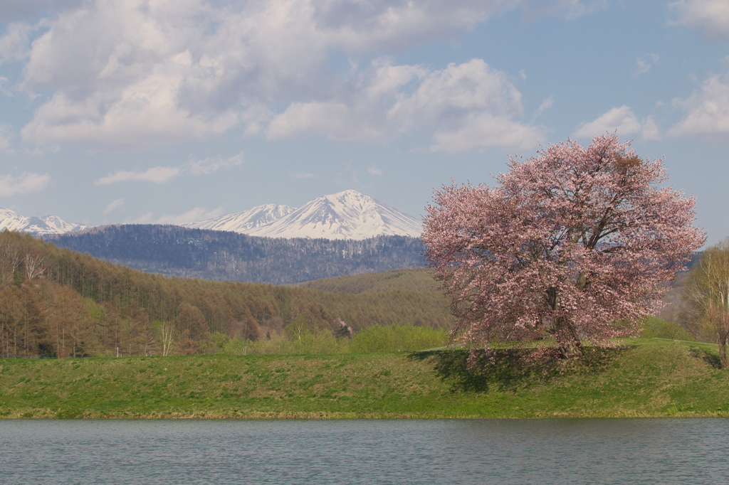 東川桜八景５
