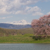 東川桜八景５