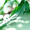 雨上がりの調べ