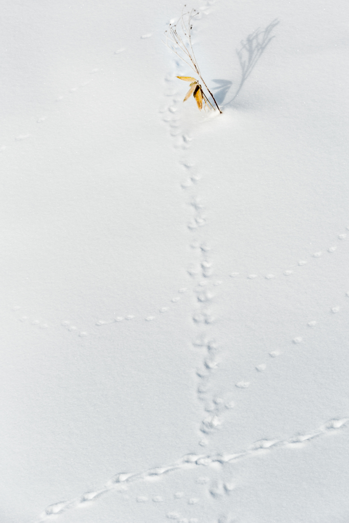 雪原2017-13